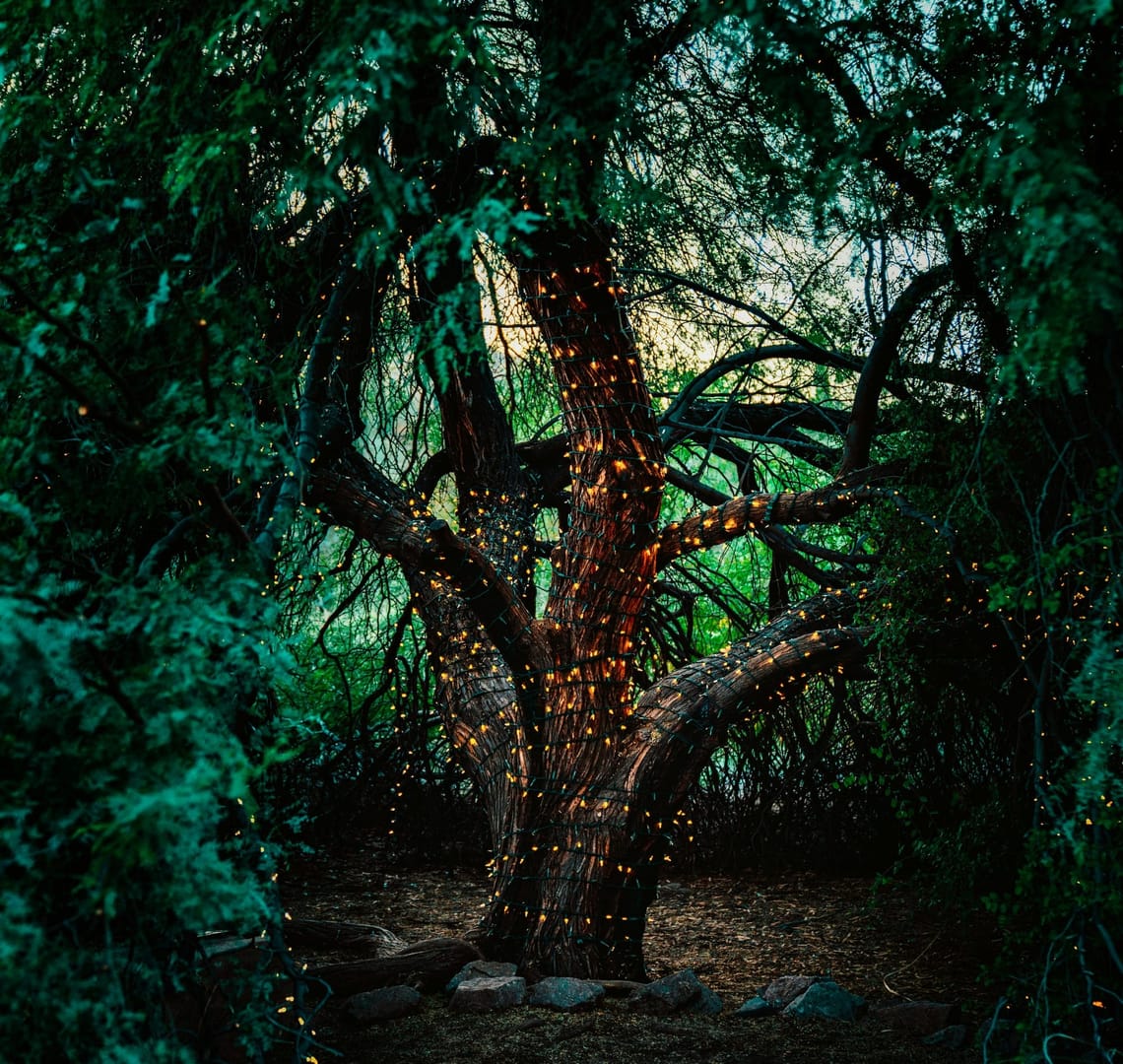 Forest Fairy Festival