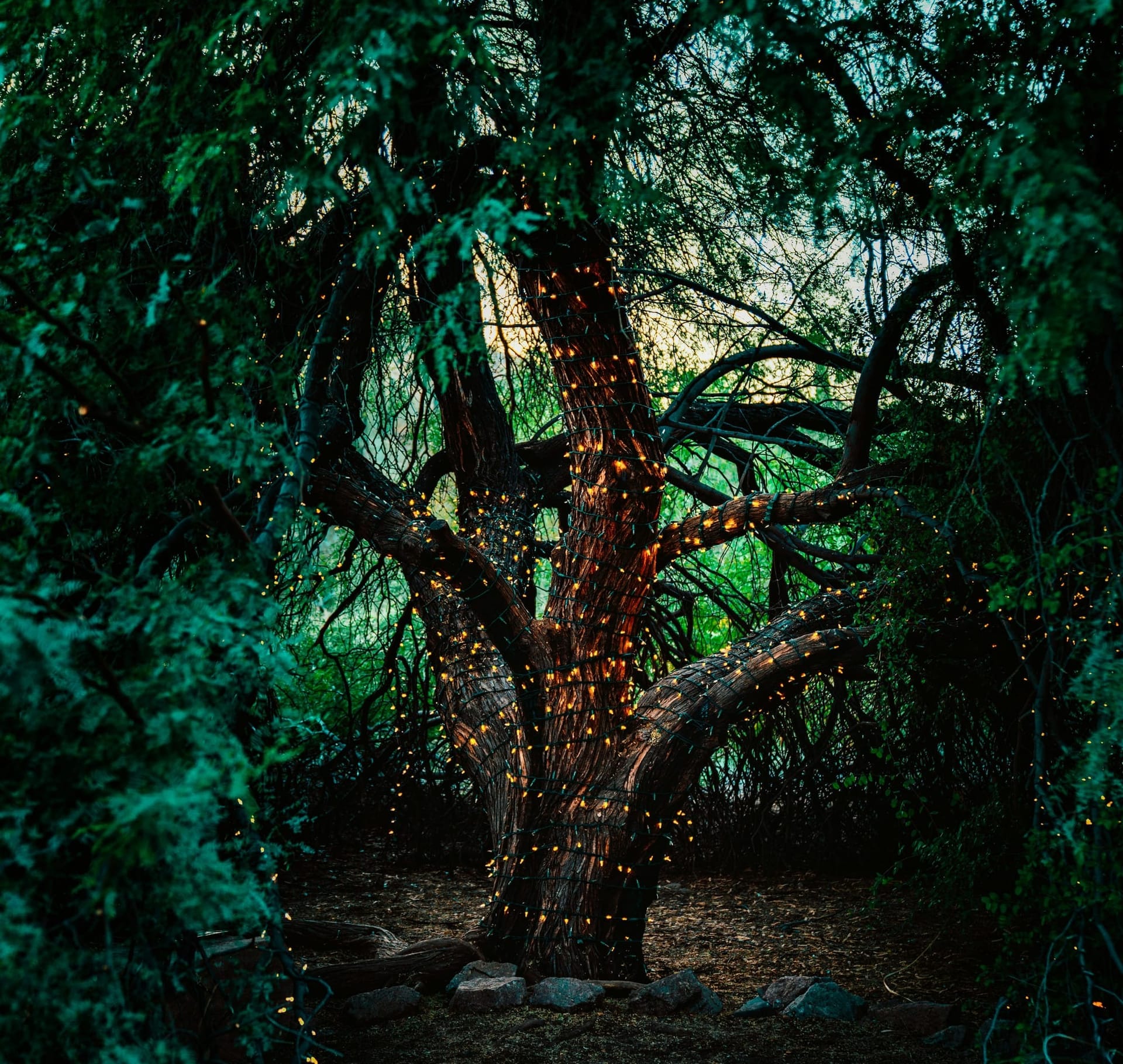 Forest Fairy Festival