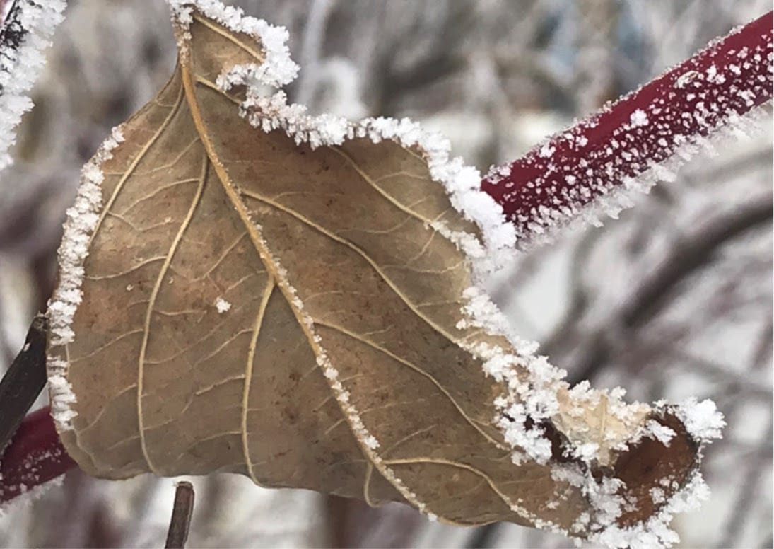Winter Solstice Ritual at Dancing Shiva Tantra Monastery